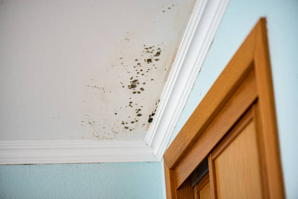 Best Residential Mold Removal  in Glenwood Landing, NY