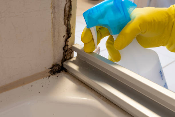 Best Black Mold Removal  in Glenwood Landing, NY