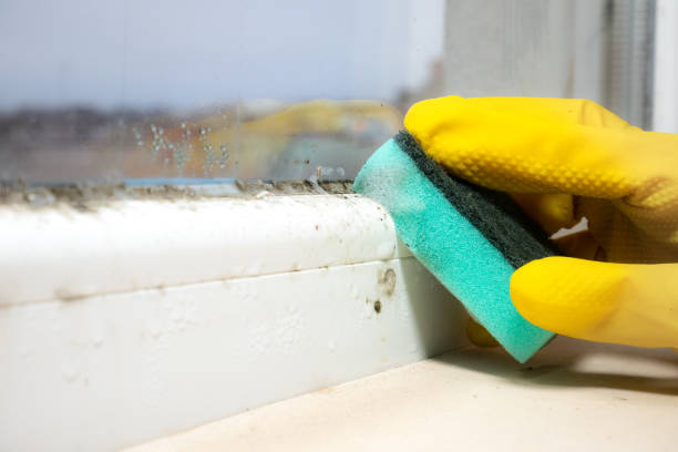 Best Fast Mold Removal  in Glenwood Landing, NY