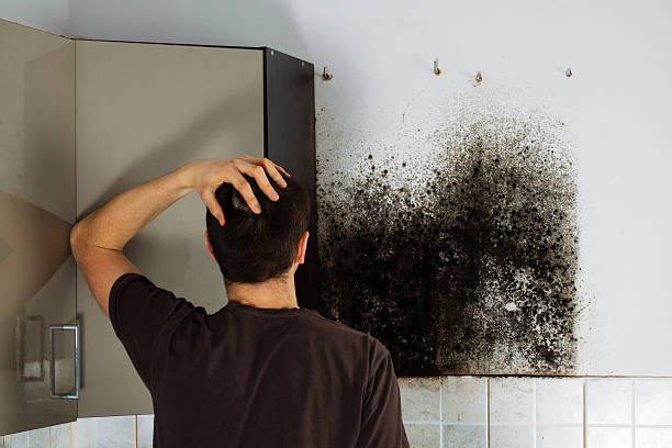 Best Local Mold Removal Service  in Glenwood Landing, NY